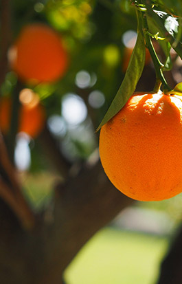 epicerie-portugaise-alimentar